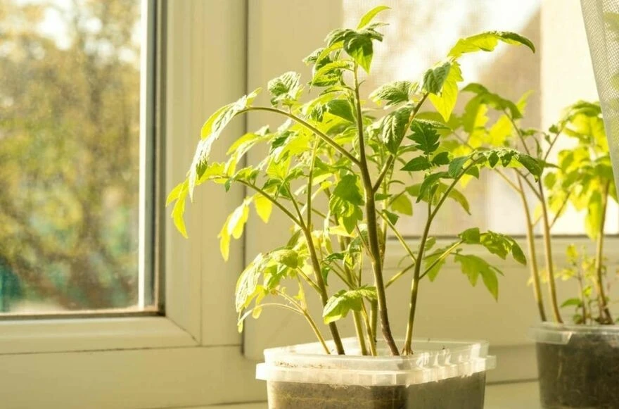 Saksıda kilolarca domates yetiştirmenin yolu… Herkes deneyebilir!