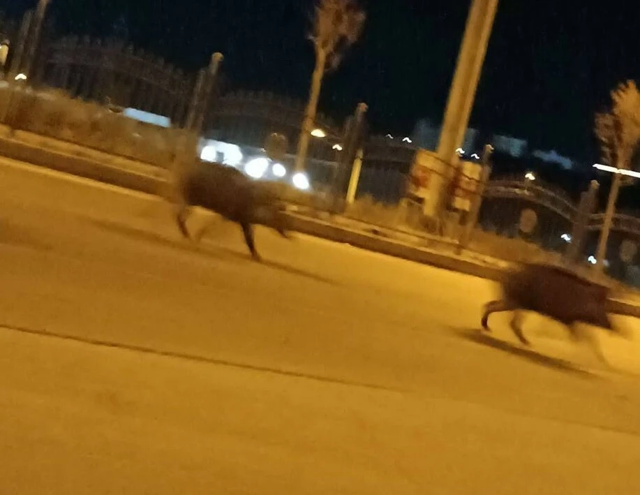 Korku dolu anlar yaşandı! Aç kalan domuzlar şehre indi