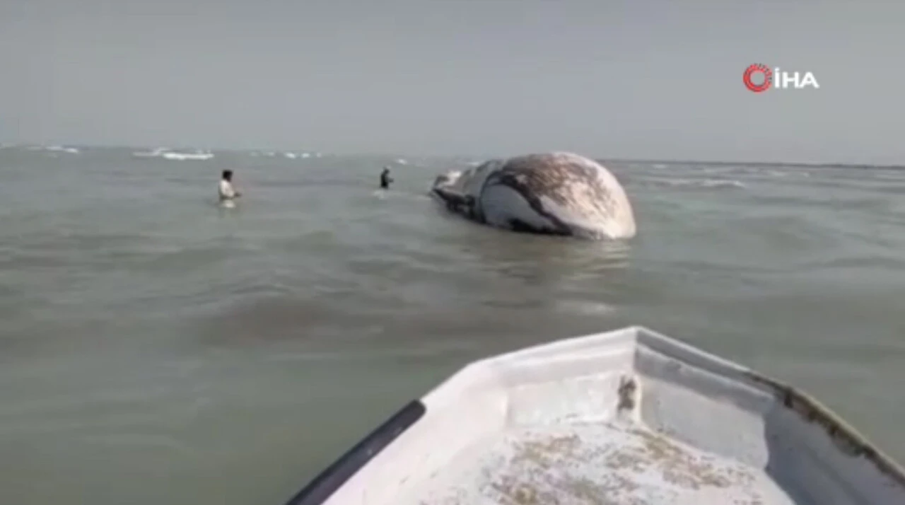 Metrelerce uzunluktaki mavi balina Pakistan'da kıyıya vurdu! Halka uyarı: Patlayabilir