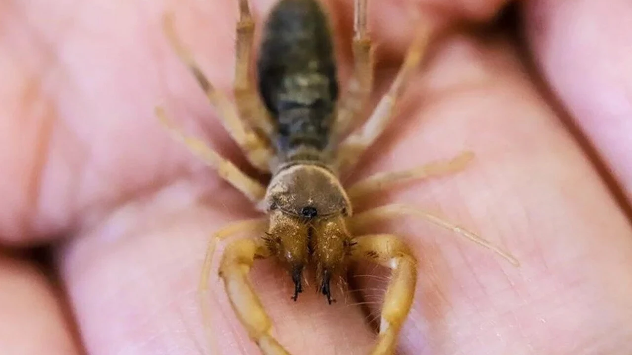 Hakkari'de yeni örümcek türü keşfedildi: Sadece akşamları ortaya çıkıyor