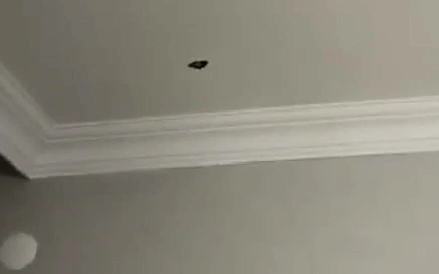 Maganda kurşunu yağmur gibi yağdı! Kiminin önüne, kiminin arabasına…