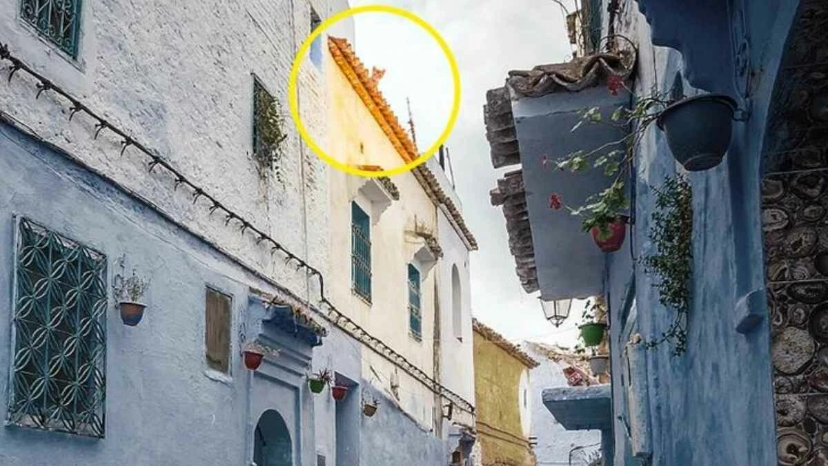 Fas sokaklarında gizlenen kediyi 9 saniyede sadece pratik zekalılar bulabiliyor!