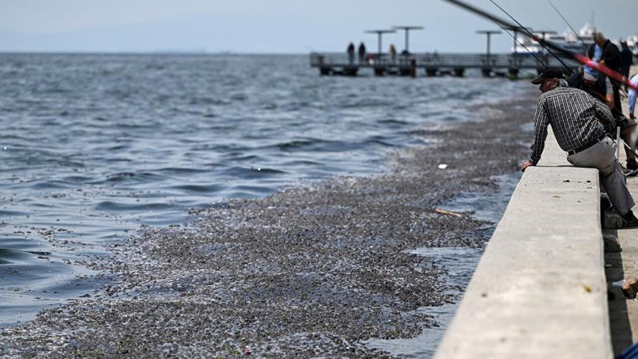 Uzmanlardan kritik uyarı: İzmir Körfezi&#039;nde müsilaj şiddeti artırıyor