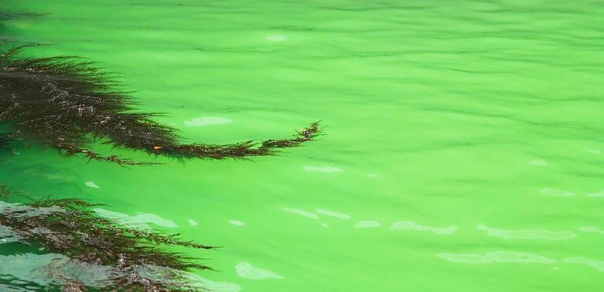 Venedik'in ünlü kanalı yeşile boyandı, görenler neye uğradığını şaşırdı