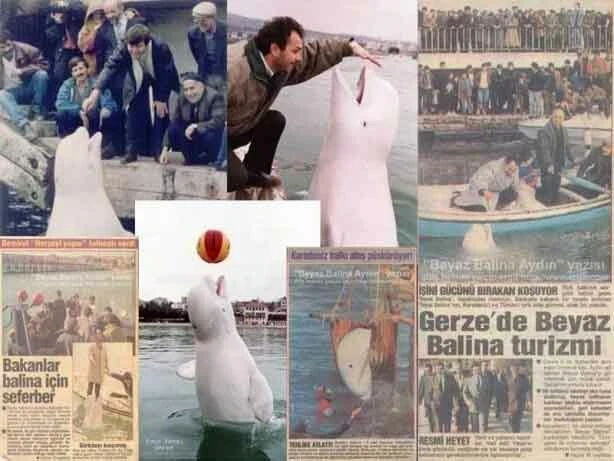 Rusya'nın casus balinası yine ortaya çıktı! Bu sefer adresi Norveç