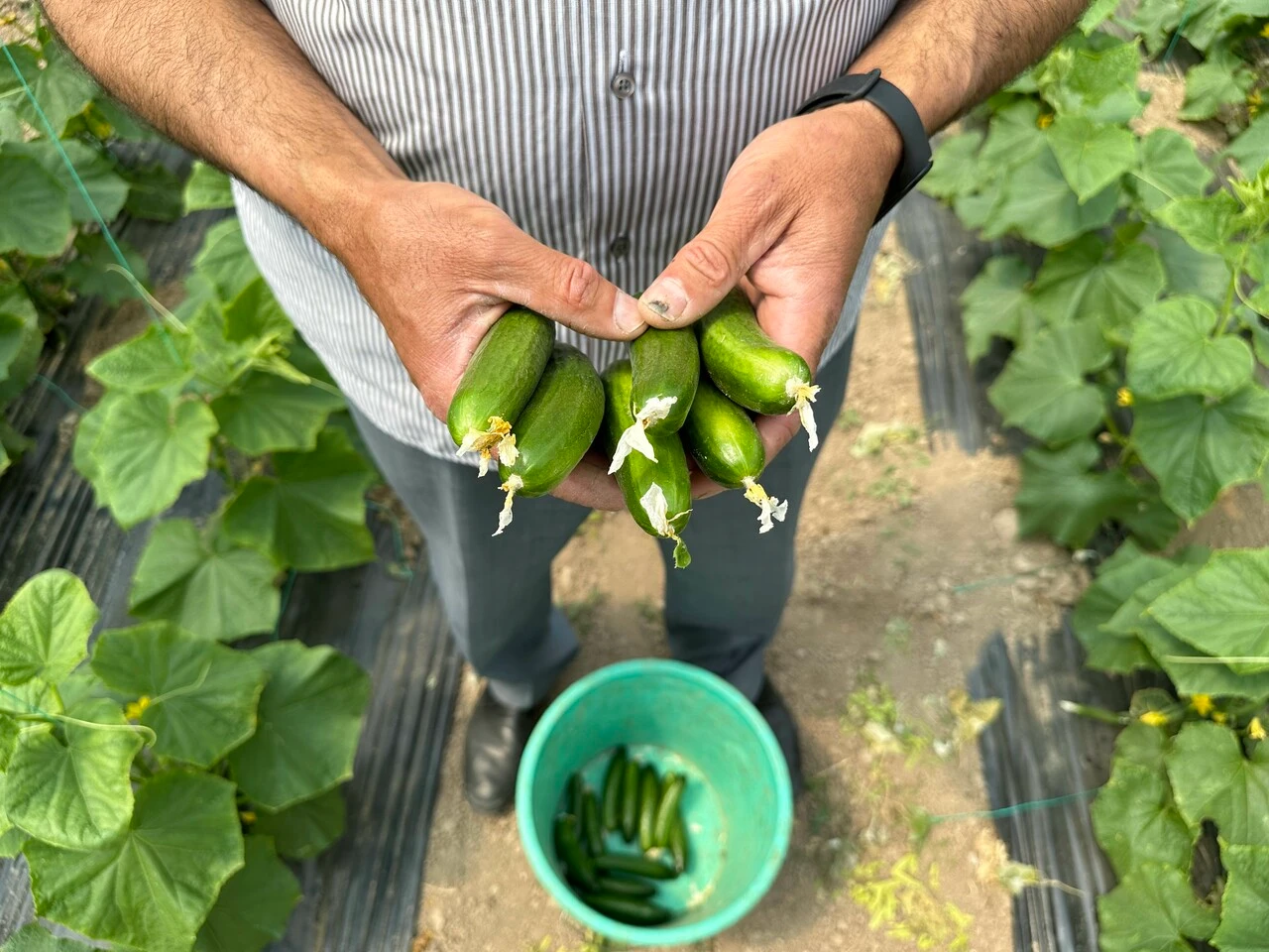 Müjdeli haber geldi! Fiyatlar düşecek