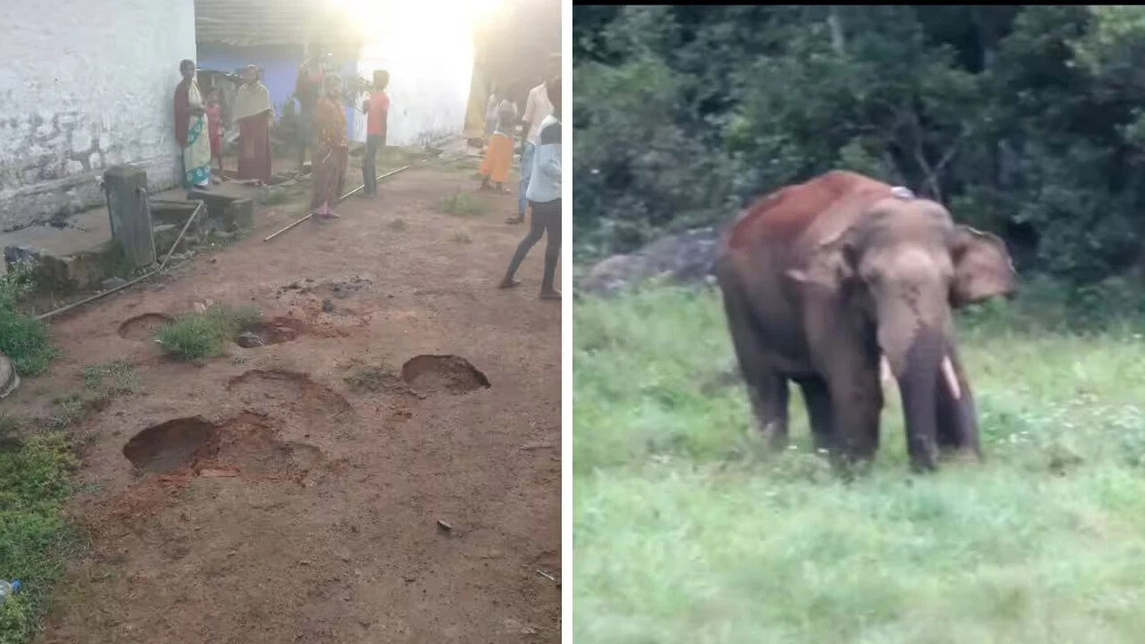 Filin pirinç sevdası 11 kişiyi öldürdü! Yüzlerce ev iş yeri zarar gördü