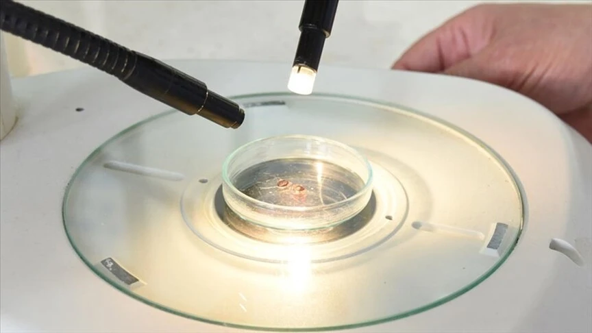 Kene mevsimi geldi, uzmanlar uyarıyor! ‘Üzerine gaz yağı, benzin, çamaşır suyu dökmeyin’