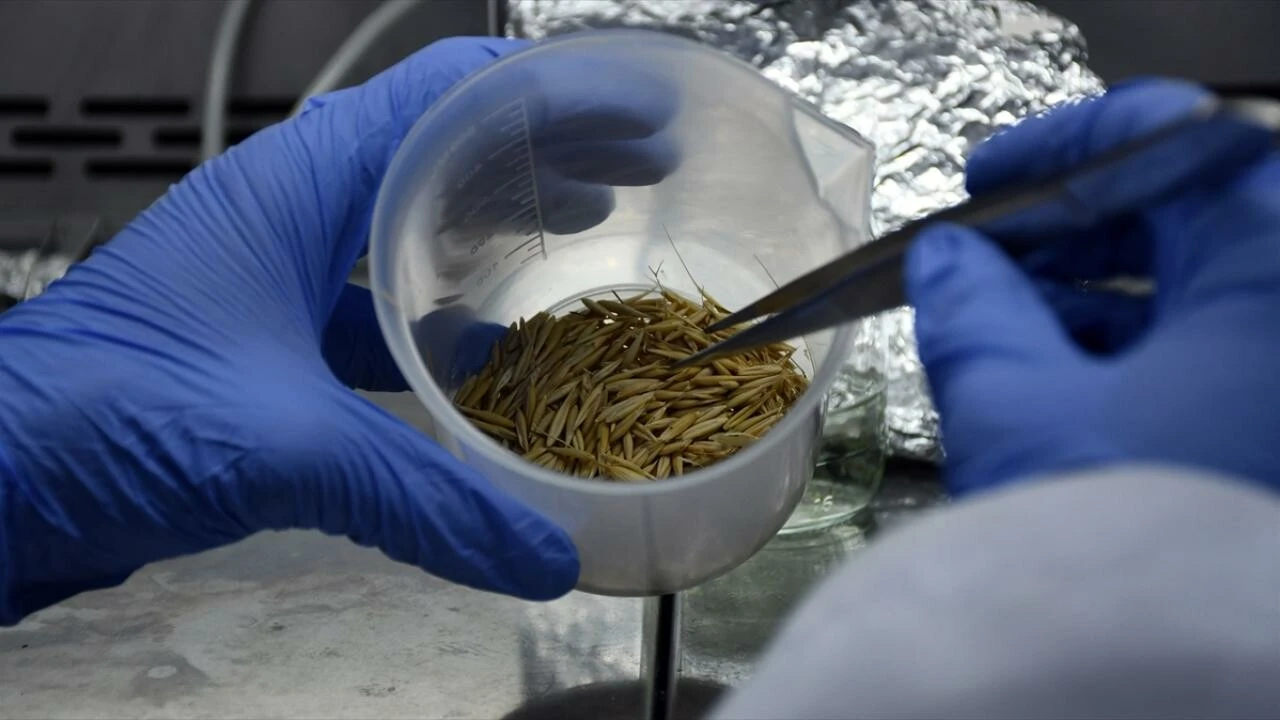 Aynı aileden 13 kişiyi zehirli yulaf öldürdü! 4 kişinin ise durumu ağır