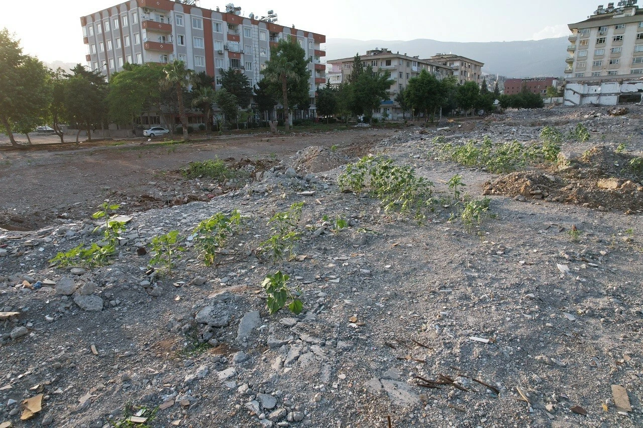 Depremden 3 ay 26 gün sonra boy verdi! Görenler şok oldu