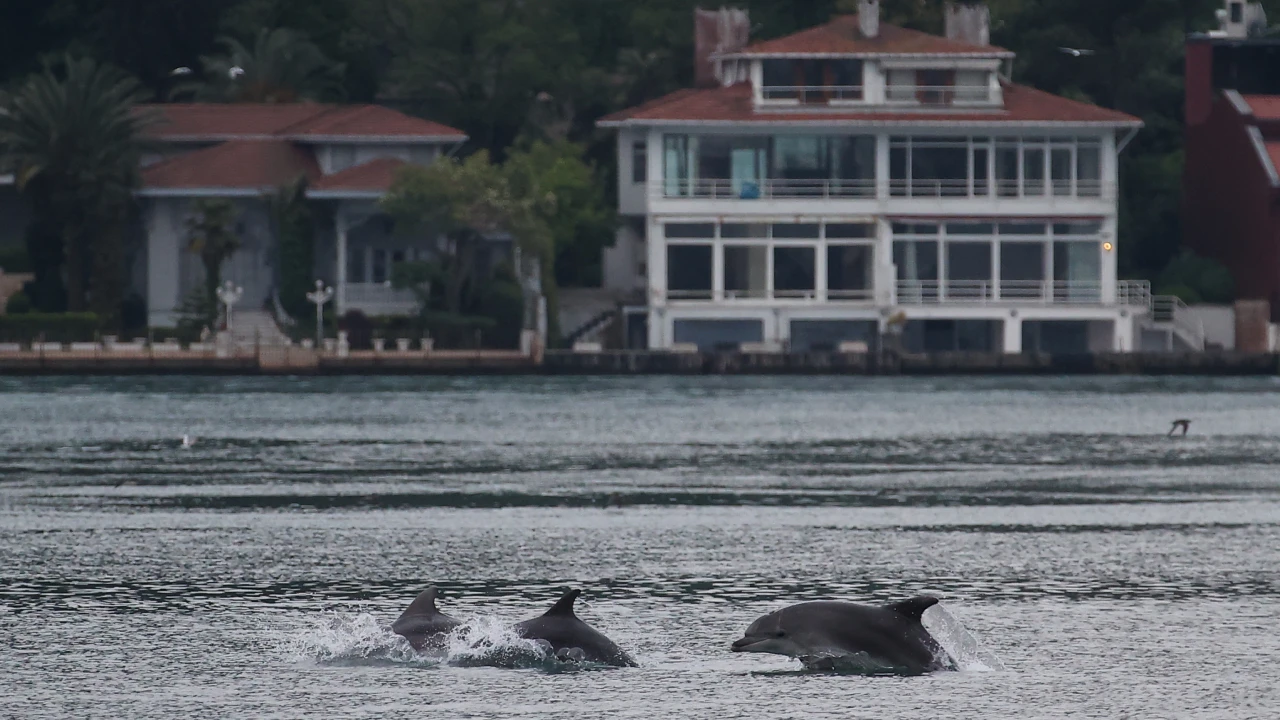 Yunuslar, İstanbul Boğazını neşelendirdiler