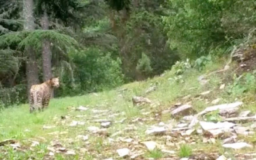 Nesli tehlike altında olan Anadolu leoparı görüntülendi