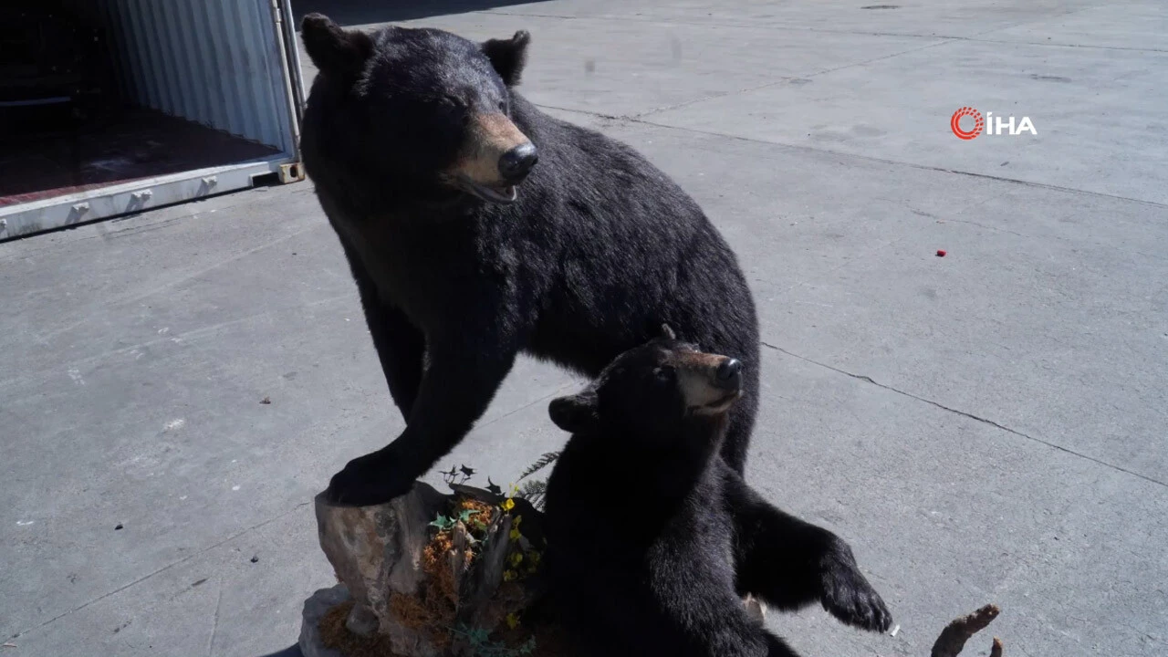 Polonya'da koruma altındaki ayılar doldurulmuş halde bulundu!