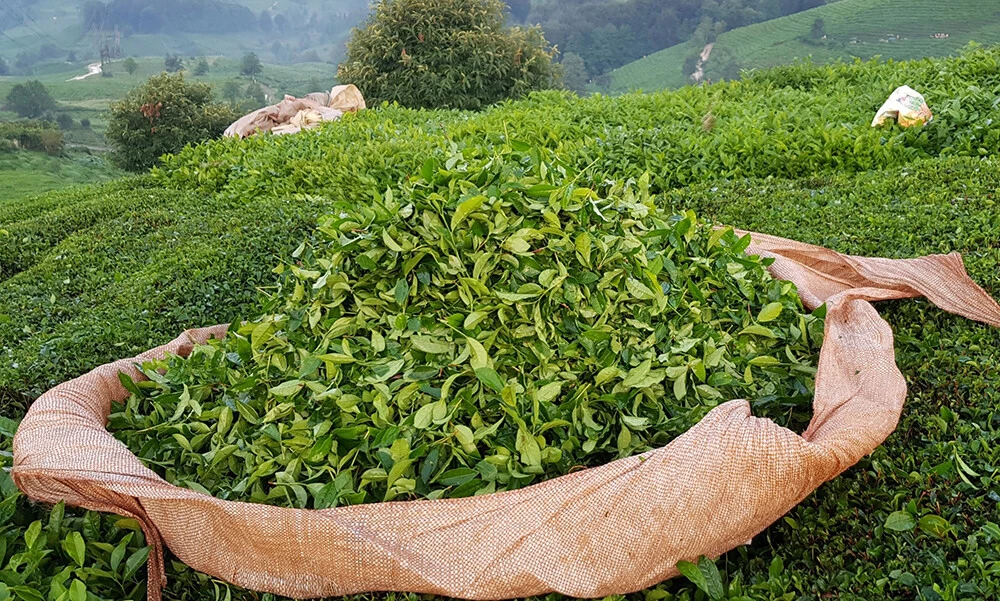 Çaya büyük zam geldi! Yeni artışlar yolda iddiası tiryakileri daha da üzdü