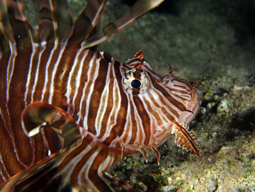 Ekosistem tehdit altında! Denizlerdeki 105 istilacı tür yayılmaya devam ediyor