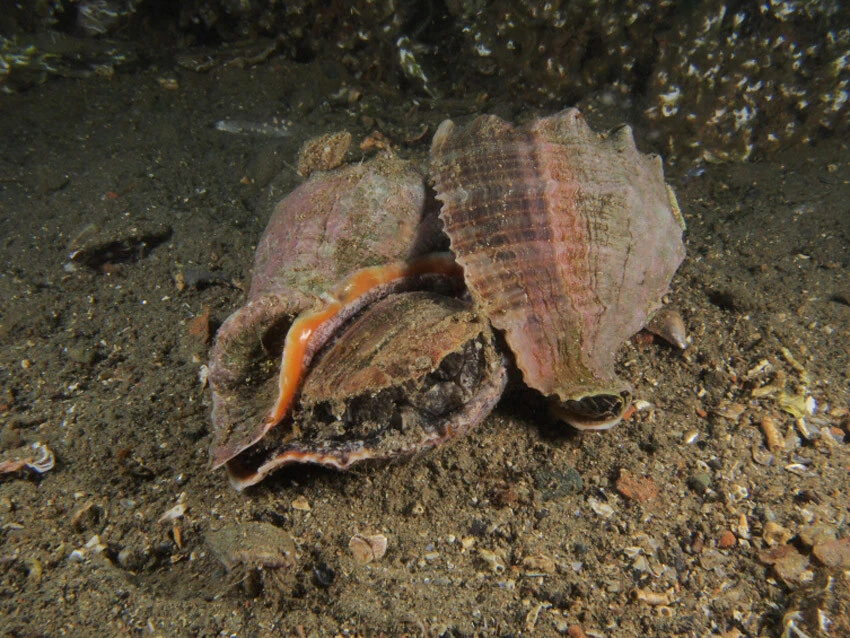 Ekosistem tehdit altında! Denizlerdeki 105 istilacı tür yayılmaya devam ediyor