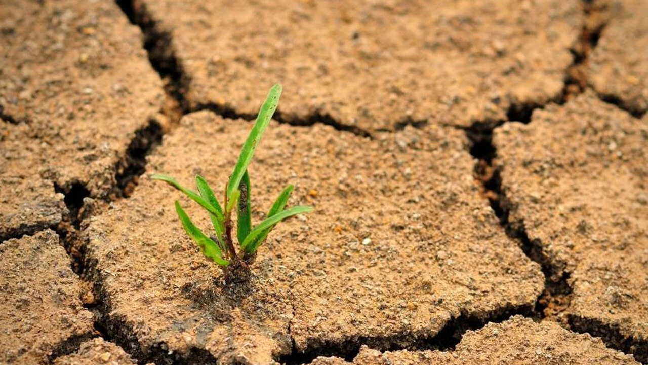 Avrupa'da 'kıtlık' alarmı: Korkulan oldu, kuralık her şeyi yok ediyor!