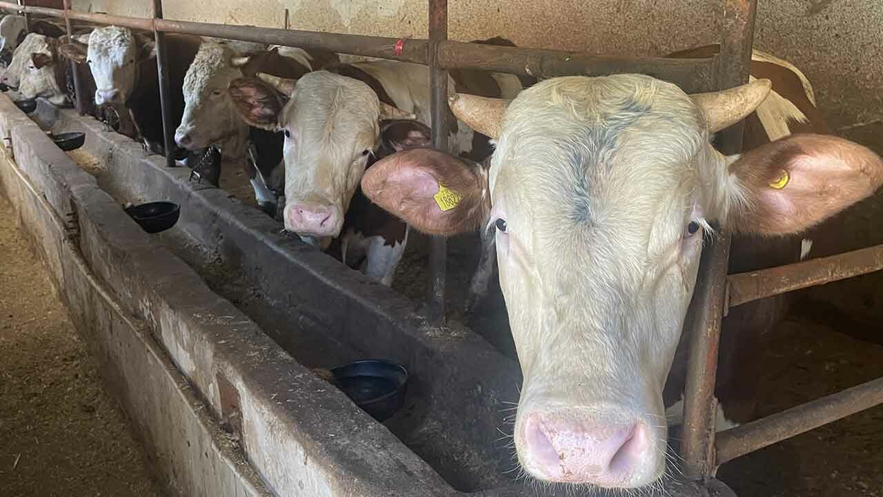 Kaçak kurbanlık getirenlere geçit yok! Anında yakalanıp ceza kesiliyor