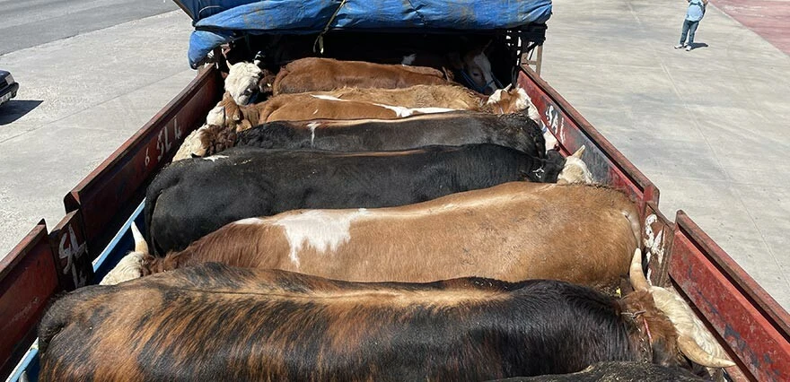 Kaçak kurbanlık getirenlere geçit yok! Anında yakalanıp ceza kesiliyor