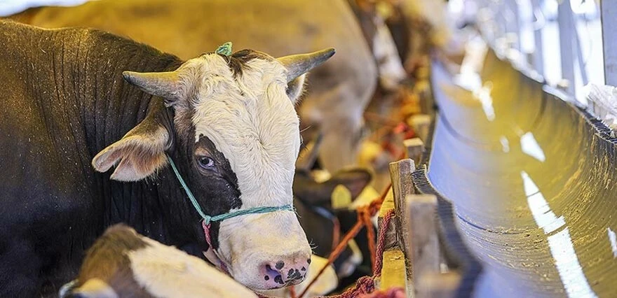 Kaçak kurbanlık getirenlere geçit yok! Anında yakalanıp ceza kesiliyor