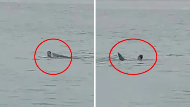 Mısır'da yine bir köpekbalığı saldırısı! Dehşeti yaşayan kadın kolunu kaybetti