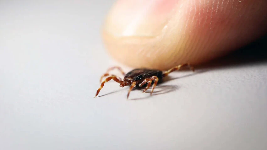 Hayvanlardan alıp insana taşıyor! Havalar ısındı, kene tehlikesi arttı