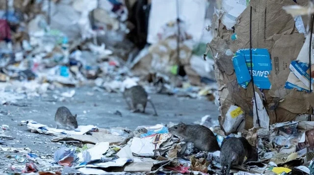 Paris sokaklarında gezen farelere ilginç çözüm! Komite insanlara kabul ettirmeye çalışacak