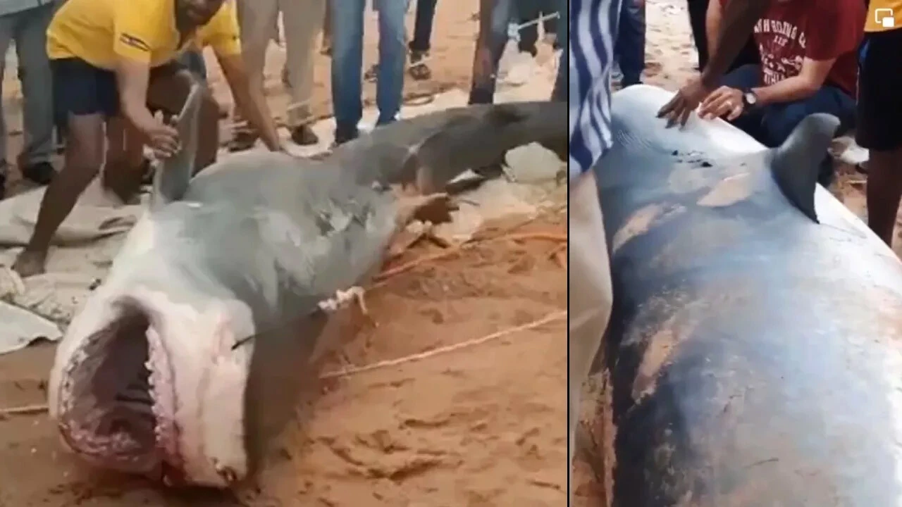 Mısır'da Rus turisti yiyen köpek balığı için tepki çeken karar