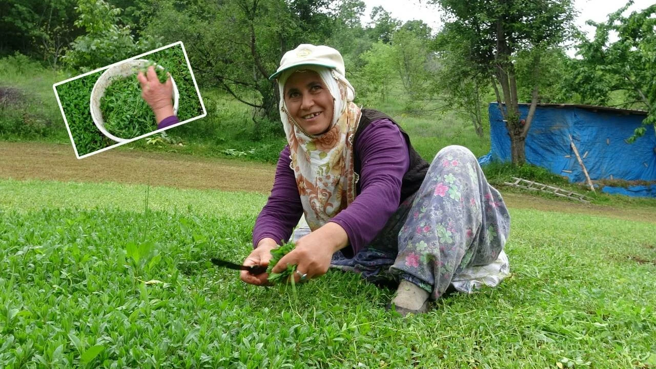 Kilosu 30 TL faydası çok büyük pazarların vazgeçilmez otu… Kan şekerini düzenliyor, idrar söküyor her derde deva