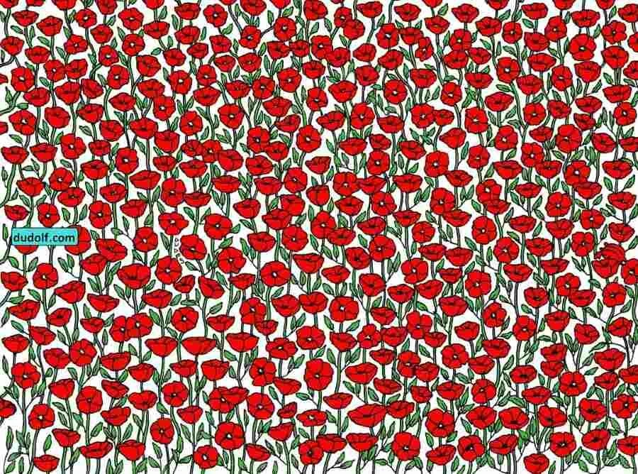 Yalnızca IQ’su 130’un üzerinde olanlar bulabiliyor! Gelincikler arasındaki yengeci bulmak için 17 saniyeniz var!