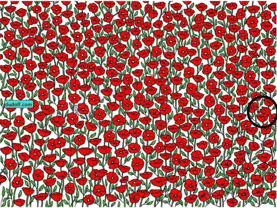 Yalnızca IQ’su 130’un üzerinde olanlar bulabiliyor! Gelincikler arasındaki yengeci bulmak için 17 saniyeniz var!