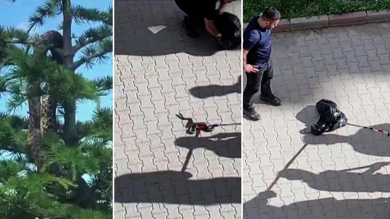 Yozgat'ta anakonda paniği! Ağaçtaki yılan mahalleyi terk ettirdi itfaiye gerçeği ortaya çıkardı