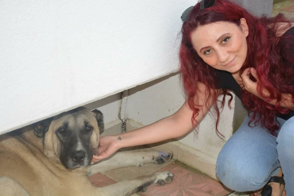 Sokak köpeğine tekme attı! İki komşu birbirine girdi…
