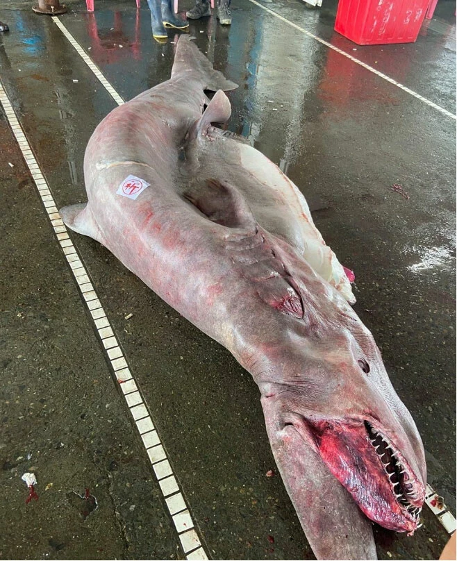 Tarih öncesi tür goblin köpek balığı Tayvan'da yakalandı