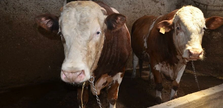 Kurban pazarının en pahalıları! Hem kilolarıyla hem de fiyatlarıyla dikkat çekiyor!