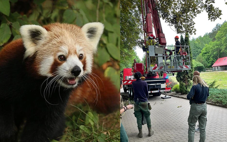 Erkek kızıl panda 'yalnız kalmak için' kafesinden kaçtı! Dişi panda tek kaldı