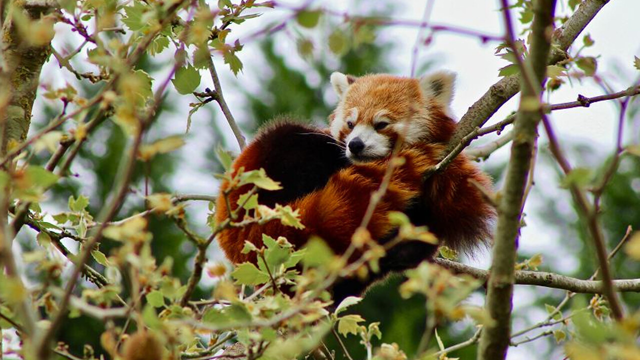 Erkek kızıl panda &#039;yalnız kalmak için&#039; kafesinden kaçtı! Dişi panda tek kaldı