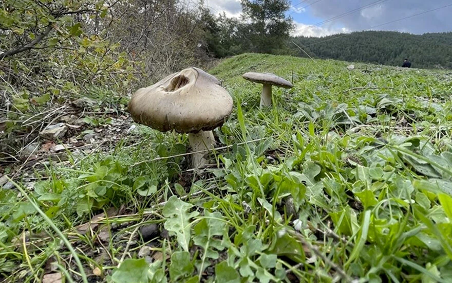 Çorum'da doğadan topladığı mantar hayatına mal oldu: Kurtarılamadı