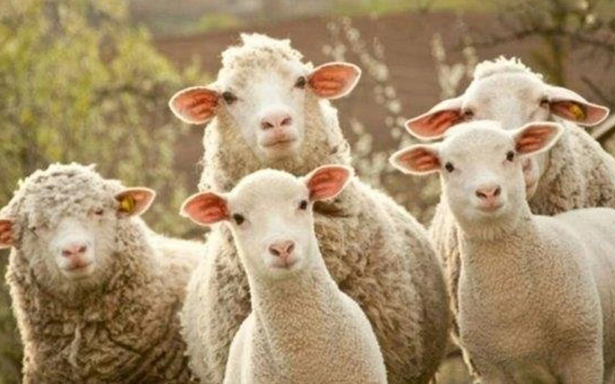 Kurbanlık hayvanda strese dikkat: 1-2 gün öncesinden getirilmeli