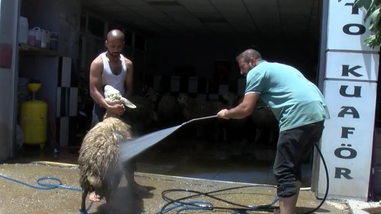 Kurbanlık koyuna eziyet! Oto yıkamada önce köpükleyip ardından tazyikli su sıktılar