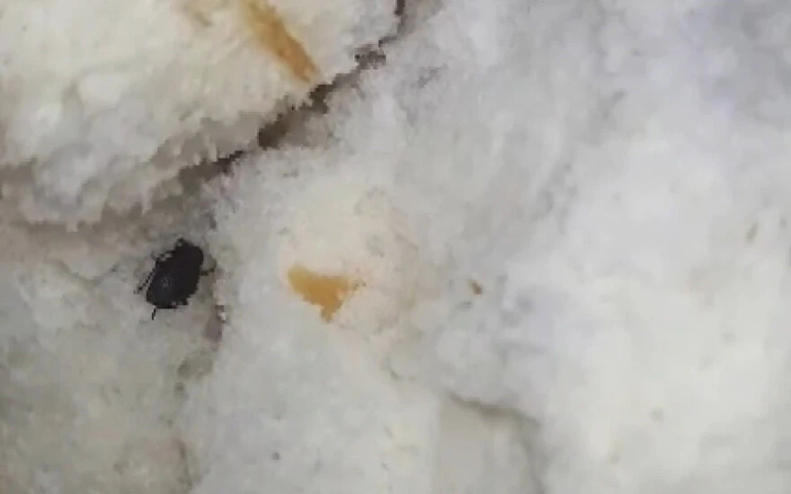 Mide bulandıran olay! Ekmeğin içinden böcek çıktı