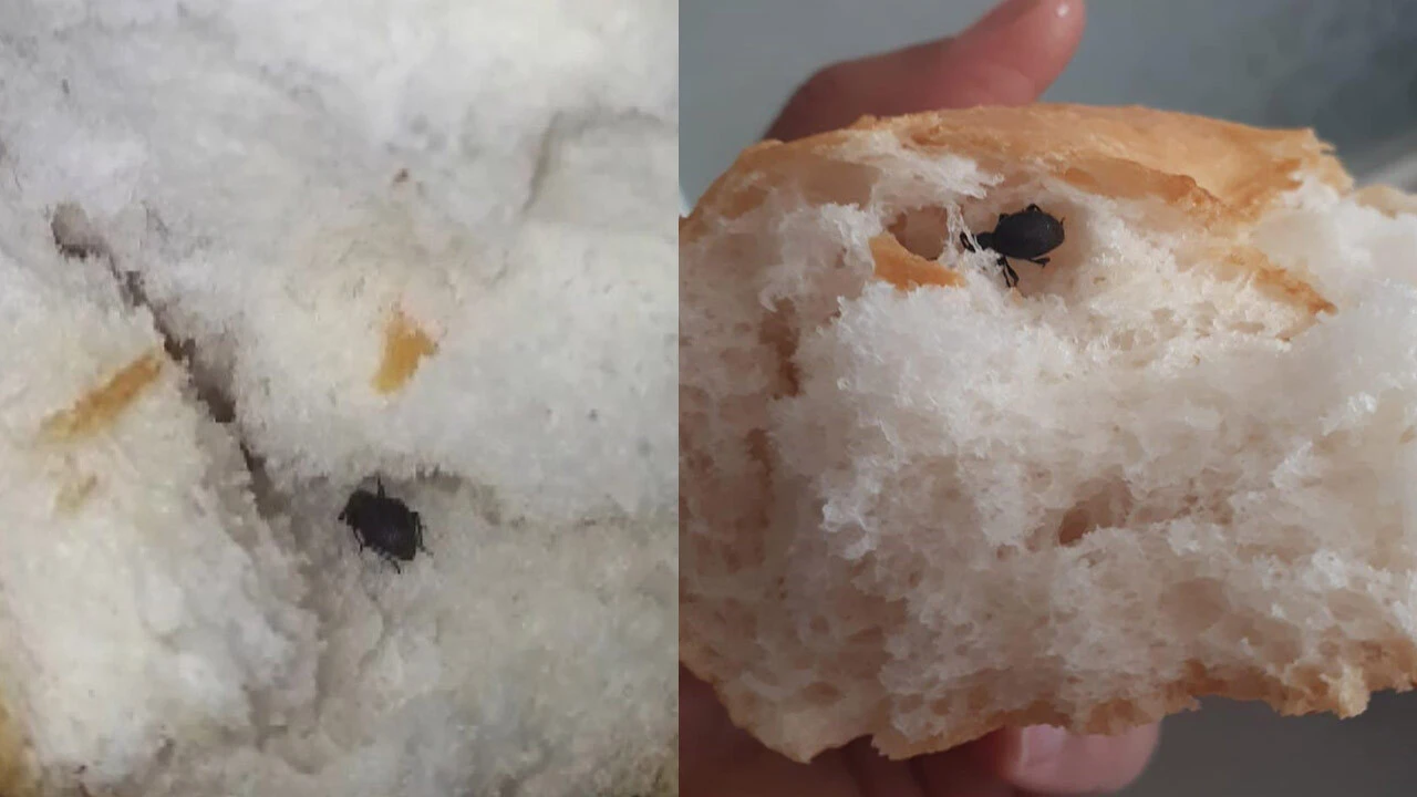 Mide bulandıran olay! Ekmeğin içinden böcek çıktı