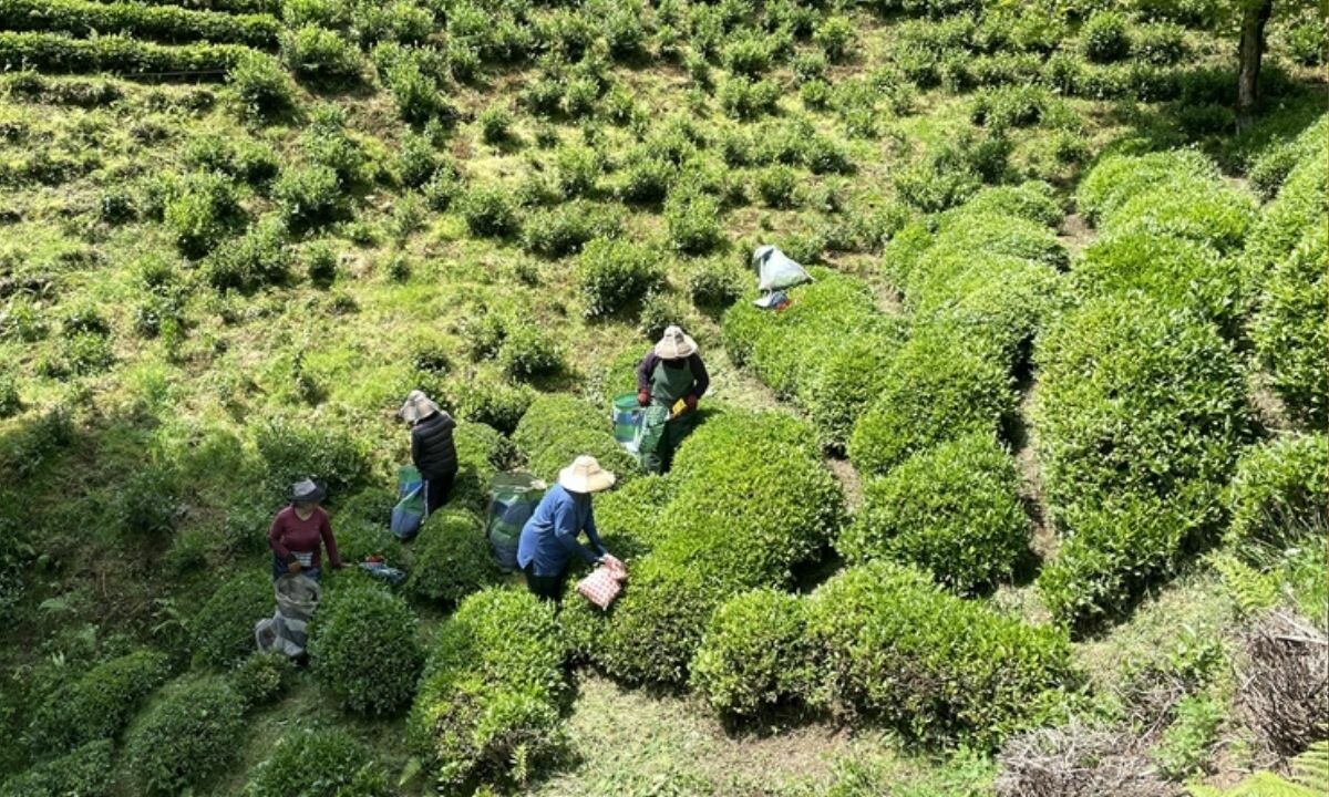 Çay üreticilerinin yaş çay bedeli ve budama tazminatı hesaplara yatırıldı!