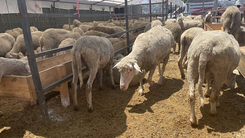 Kurban'da büyük indirim: Alamayanlar için son fırsat