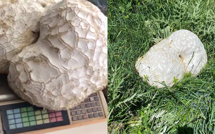 Bulduğunda kaya sandı, gerçeği görünce şoke oldu