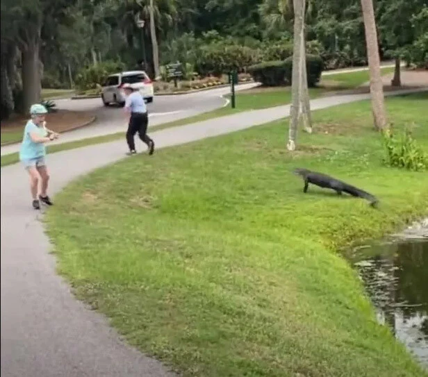 Avcı az kalsın av oluyordu! Yürekleri ağza getiren timsah adımları