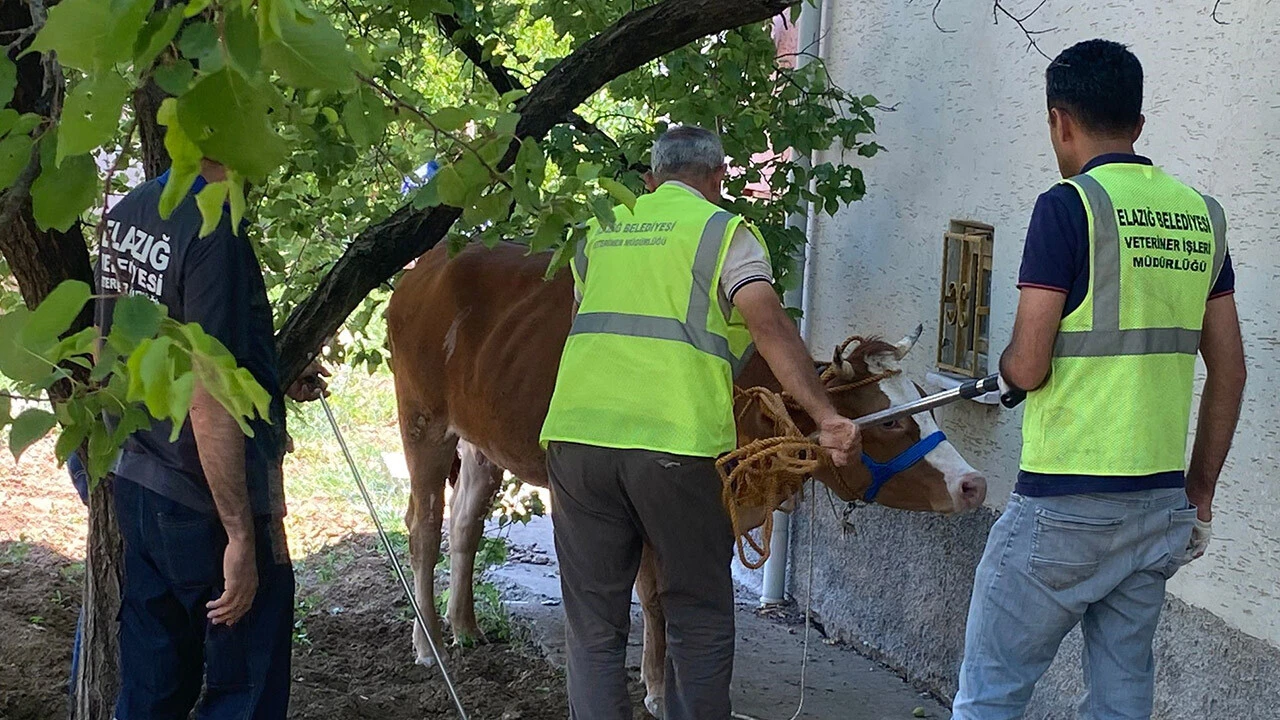 Sahibinin kaburgasını kırıp kaçtı... Kurban Bayramı'nın ilk kaçağı böyle yakalandı