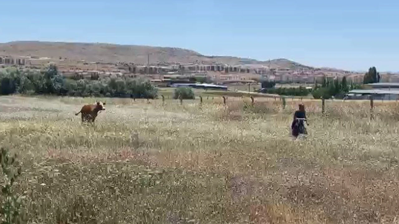 Sahibinin kaburgasını kırıp kaçtı... Kurban Bayramı'nın ilk kaçağı böyle yakalandı