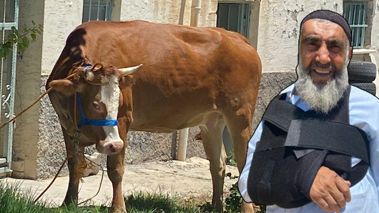 Sahibinin kaburgasını kırıp kaçtı... Kurban Bayramı&#039;nın ilk kaçağı böyle yakalandı