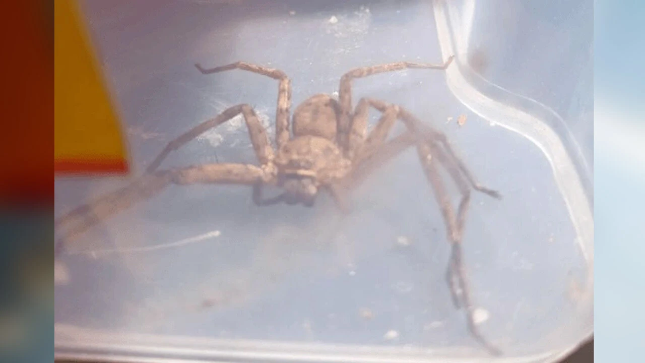 Dünyanın en büyük avcı örümceği Afrika'dan valizle geldi!